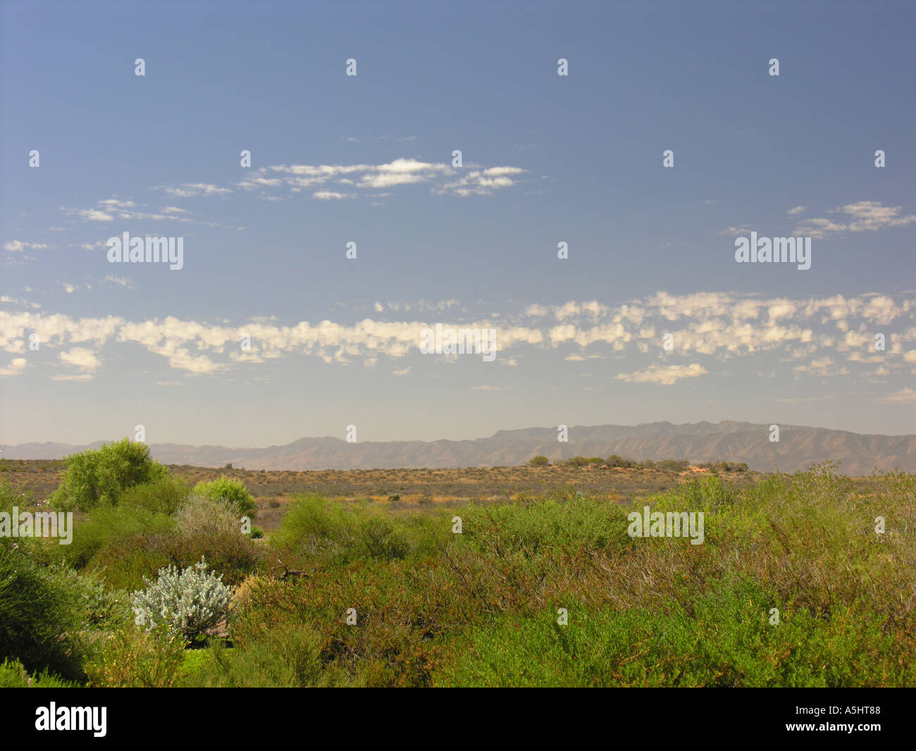 Southern Flinders Ranges from Australian Arid Lands Botanic Garden near ...