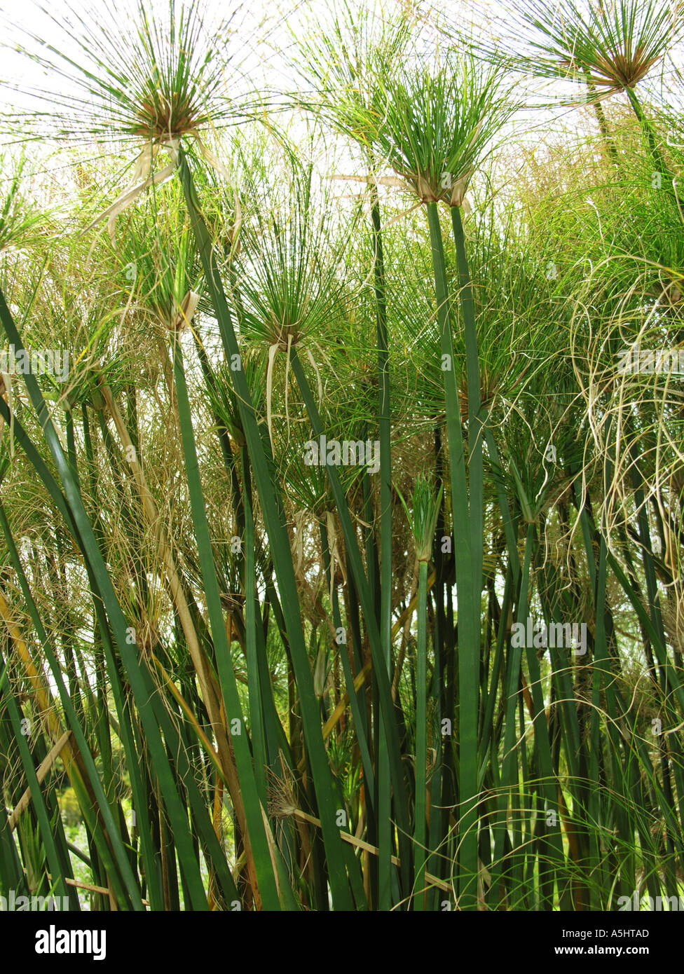 Papyrus plants Stock Photo