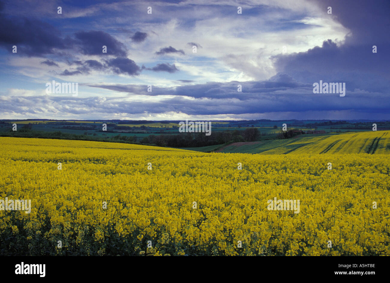 Oil Seed Rape Field England UK Stock Photo - Alamy