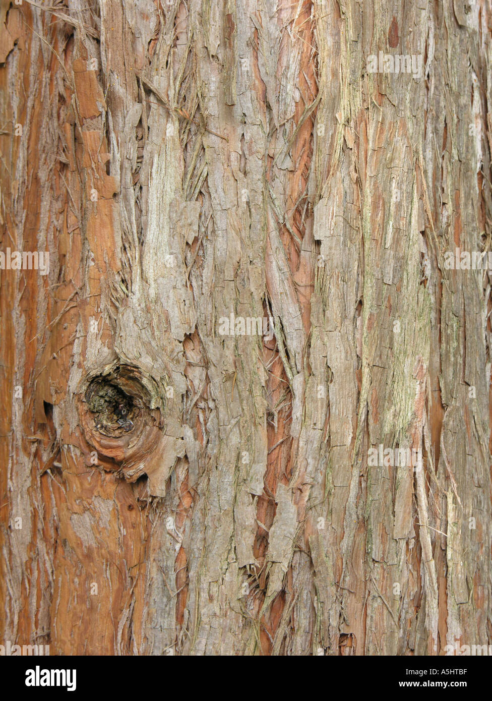 Turpentine tree bark Syncarpia glomulifera Australia Stock Photo