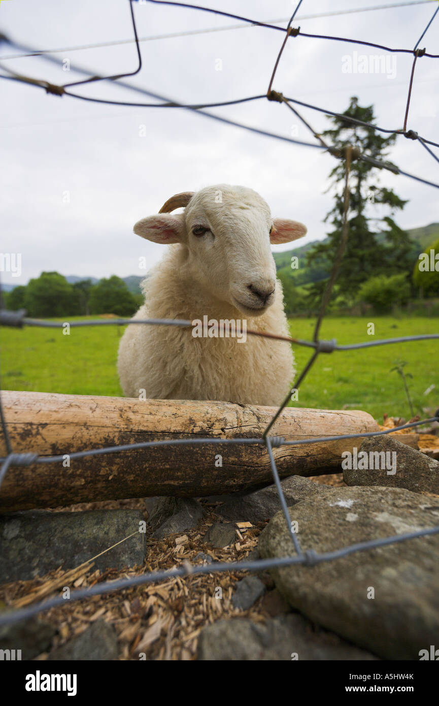 tame young sheep with short horns looking through a wire netting fence Stock Photo