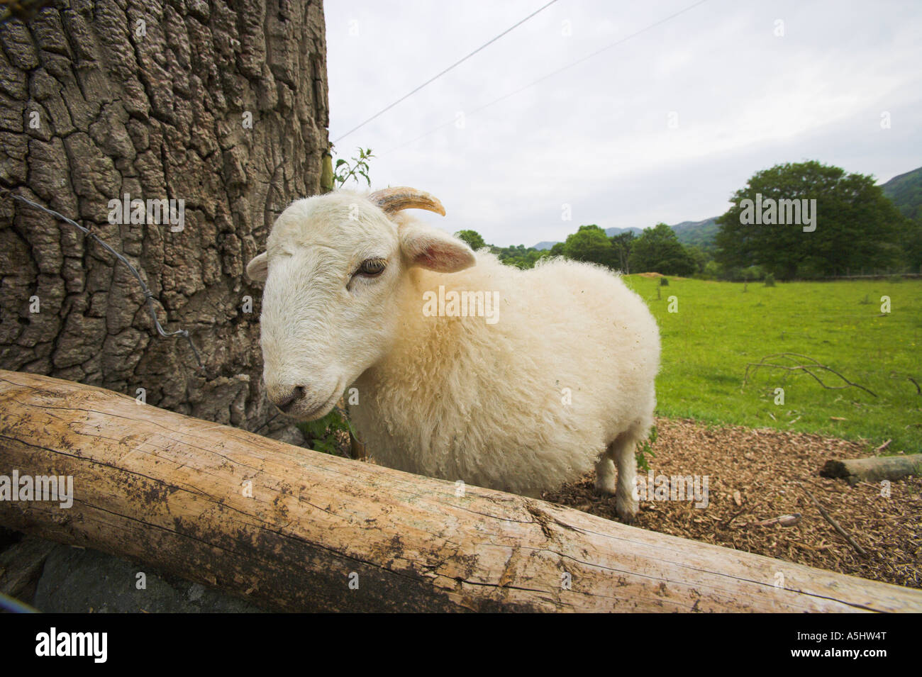 tame young sheep with short horns Stock Photo