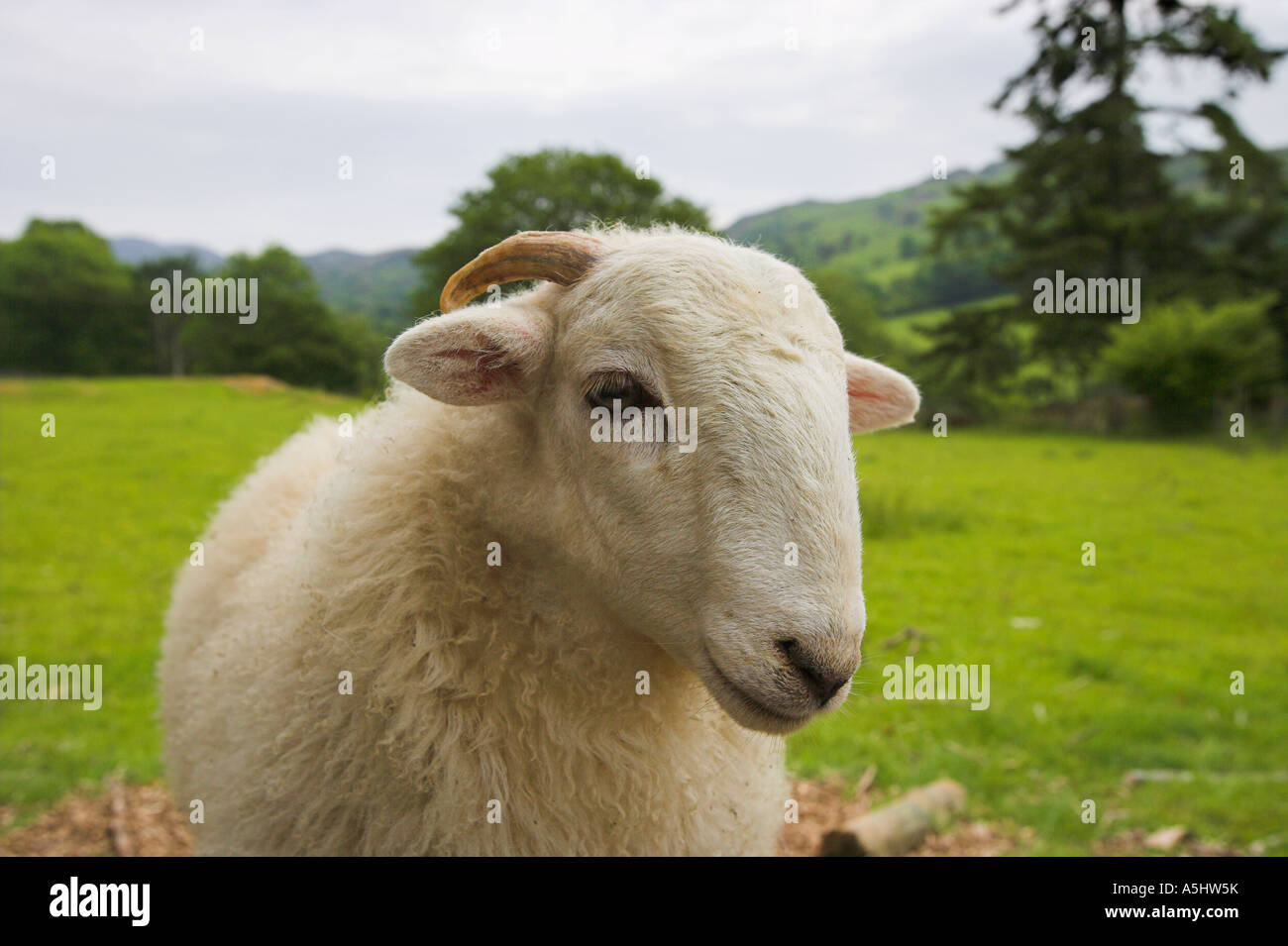 tame young sheep with short horns Stock Photo