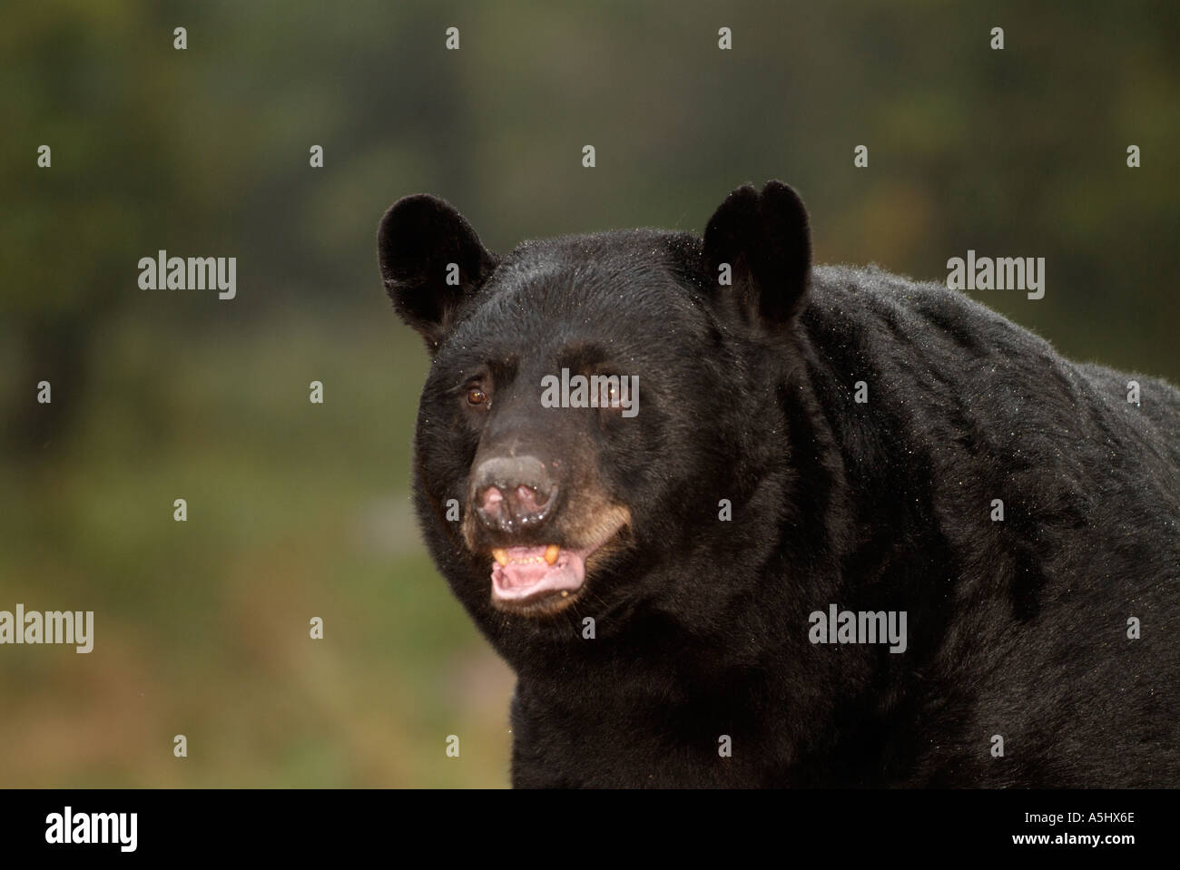 AMERICAN BLACK BEAR Ursus americanus Photographed in the wild in Minnesota Stock Photo