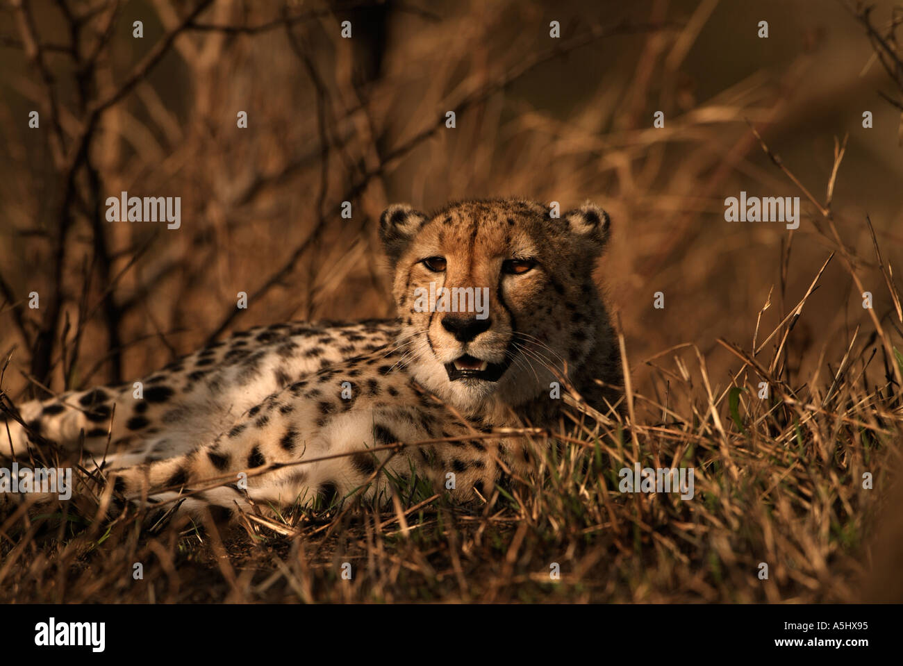 Cheetah Acinonyx jubatus Adult resting after a kill Hluhluwe Game Reserve South Africa Stock Photo