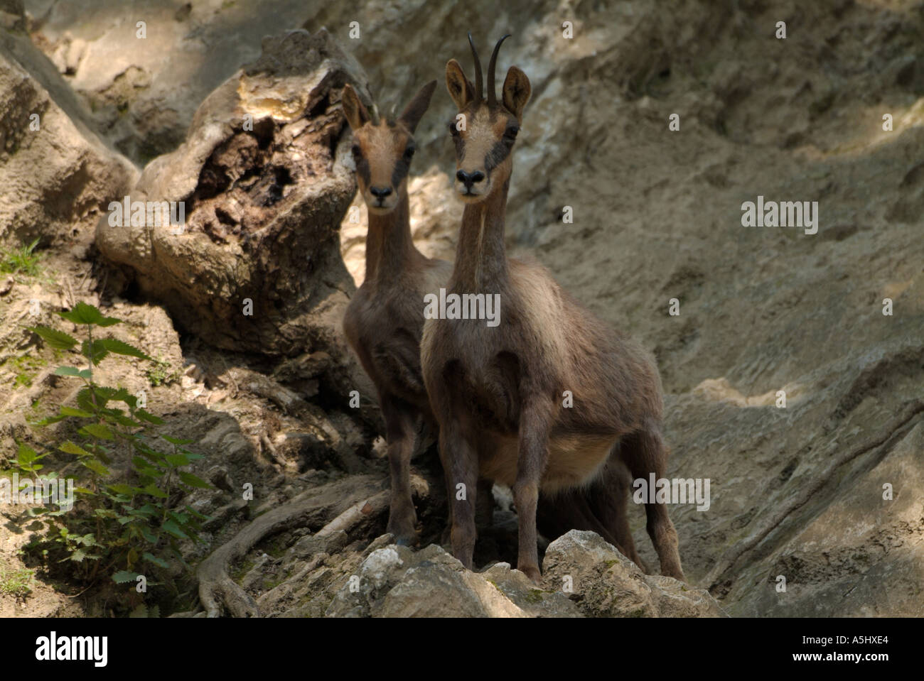 ISARD Pyrenean Chamois Rupicapra rupicapra pyrenaica Stock Photo