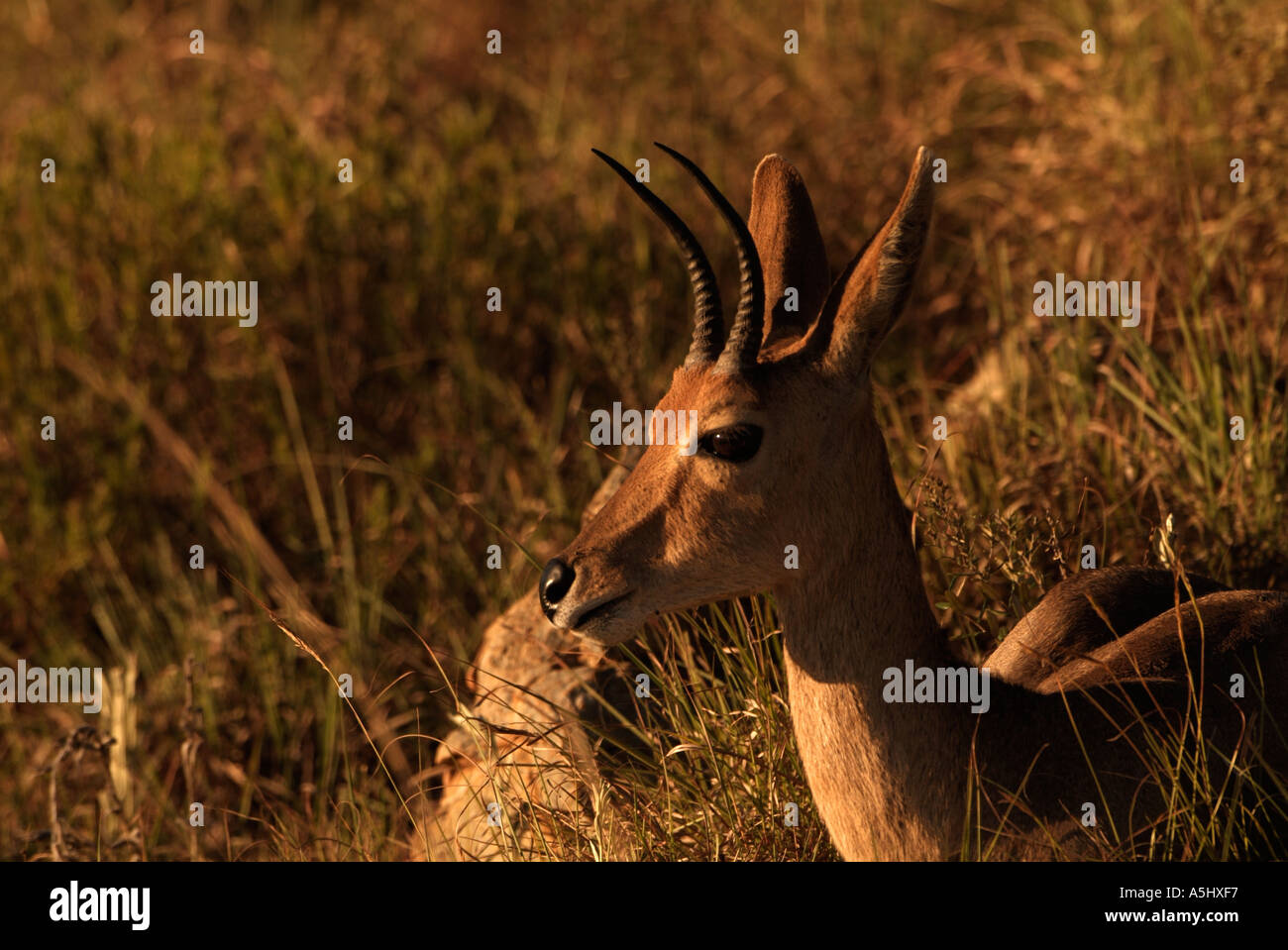 Mountain Reedbuck Redunca fulvonufula Male Photographed in wild Ithala Game Reserve South Africa Stock Photo