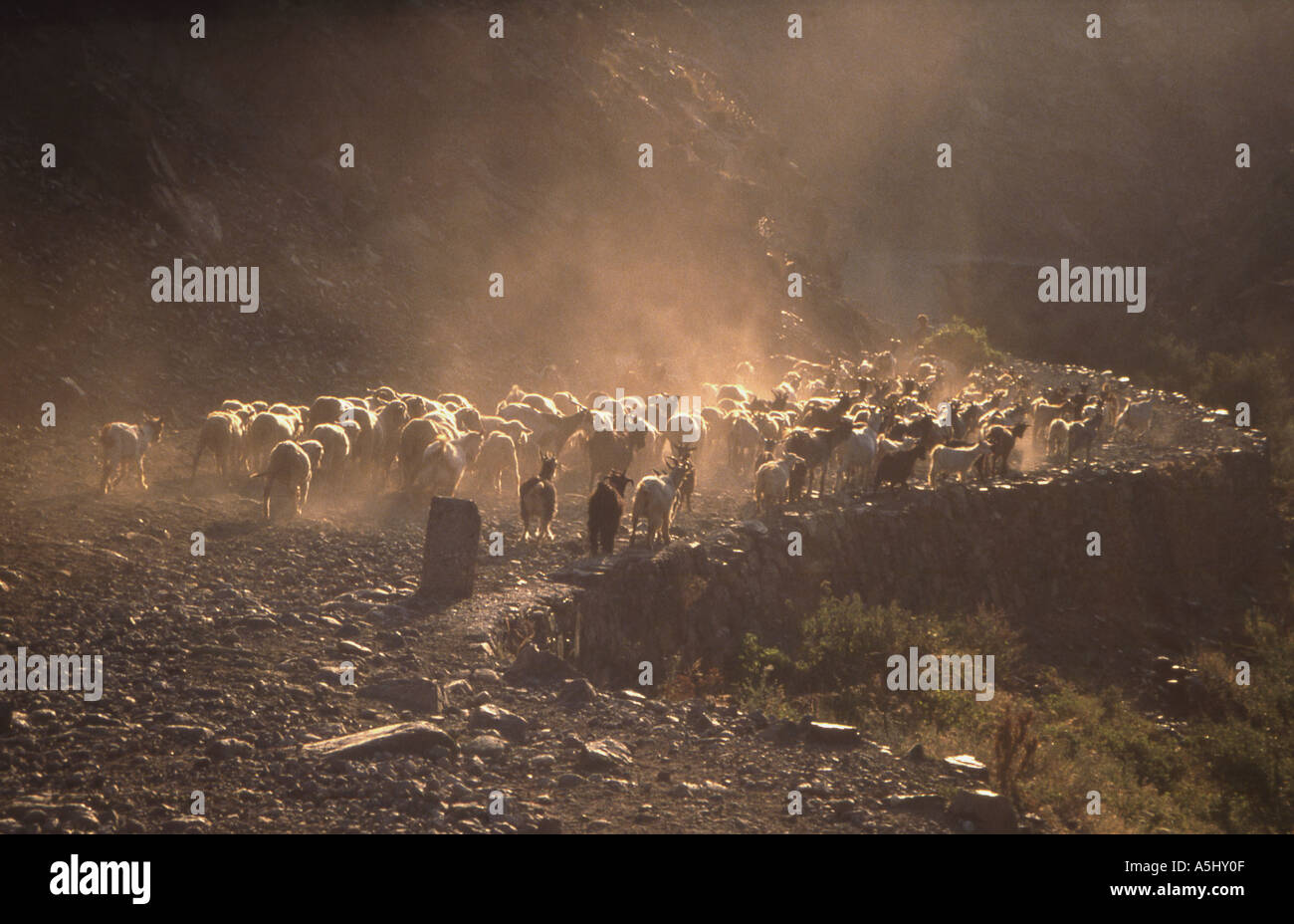 Flock of sheep and goats in Albanian mountains raising a backlit dust ...