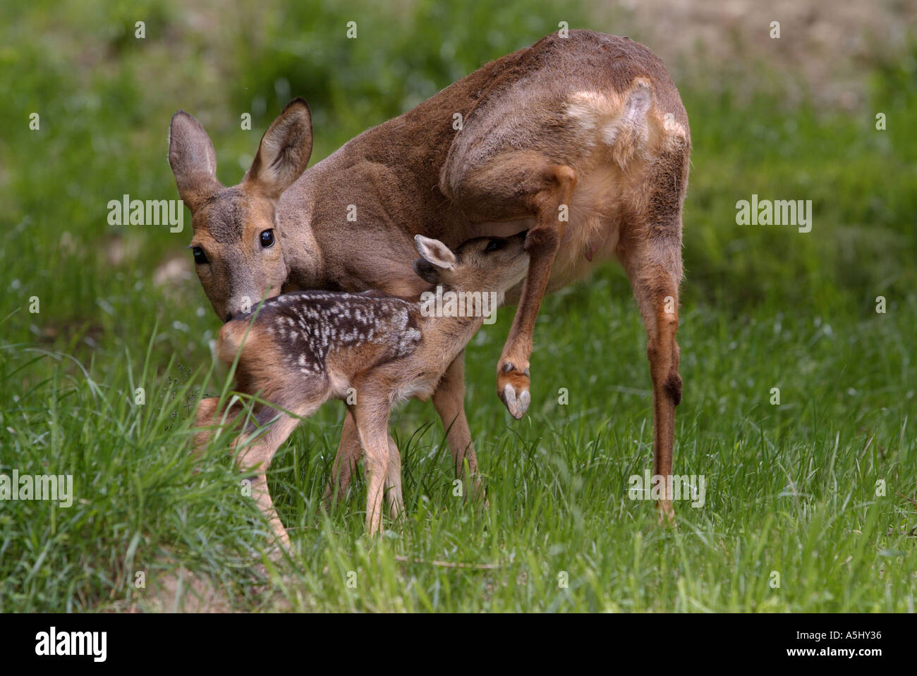 ROE DEER Capreolus capreolus Kid suckling mother Photographed in French Pyrenees Stock Photo