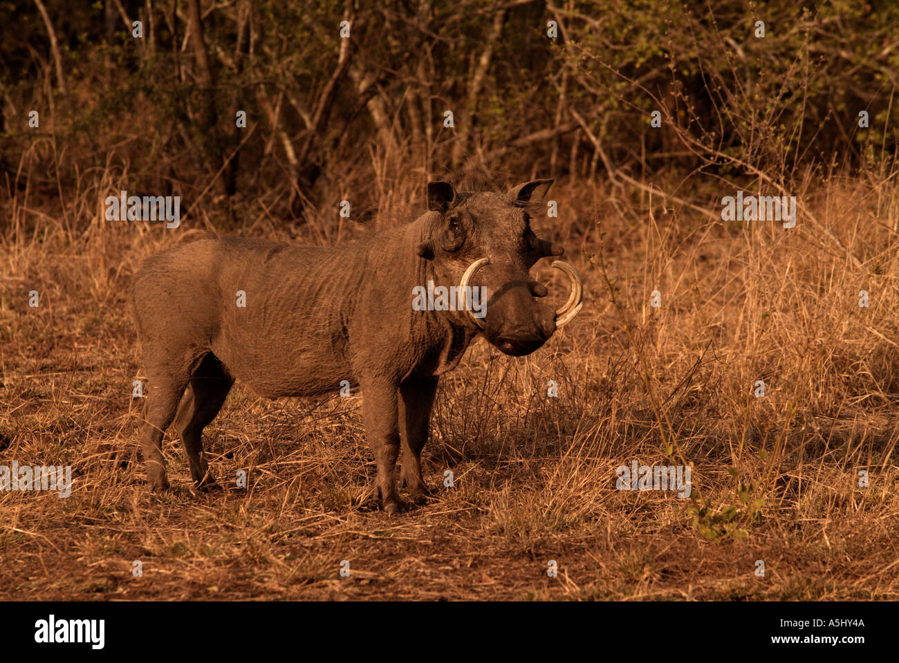 Warthog Phacochoerus africanus Photographed in wild Ithala Game Reserve South Africa Stock Photo