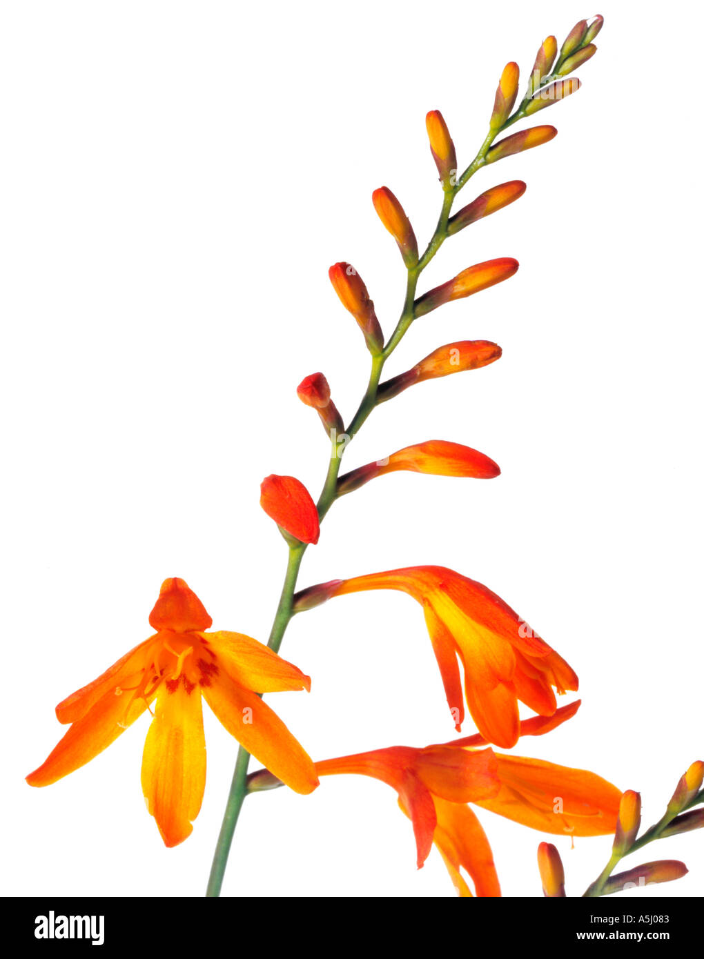 Crocosmia crocosmiiflora or montbretia Cut Out Stock Images & Pictures
