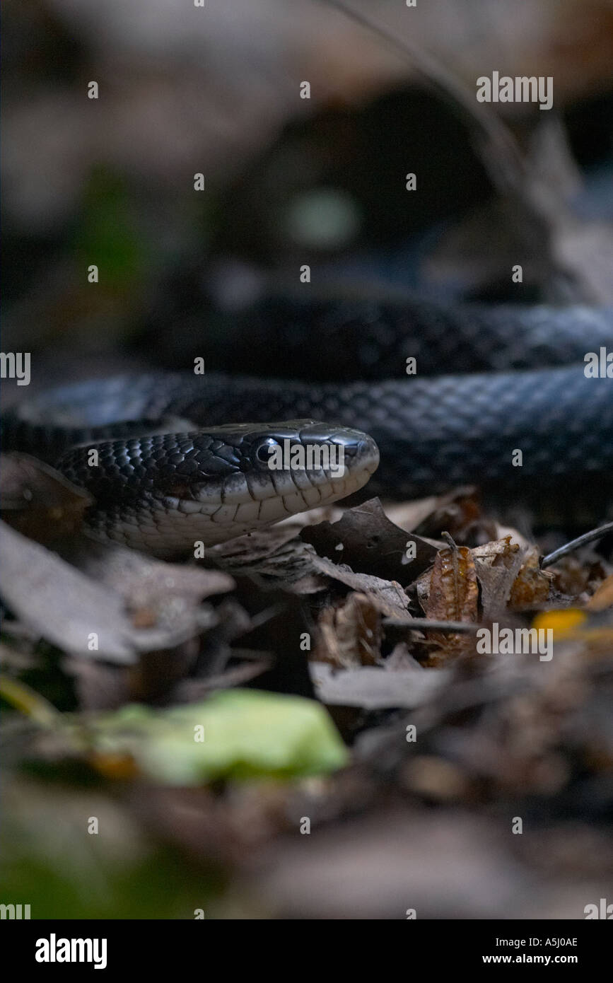 Black Rat Snake Stock Photo