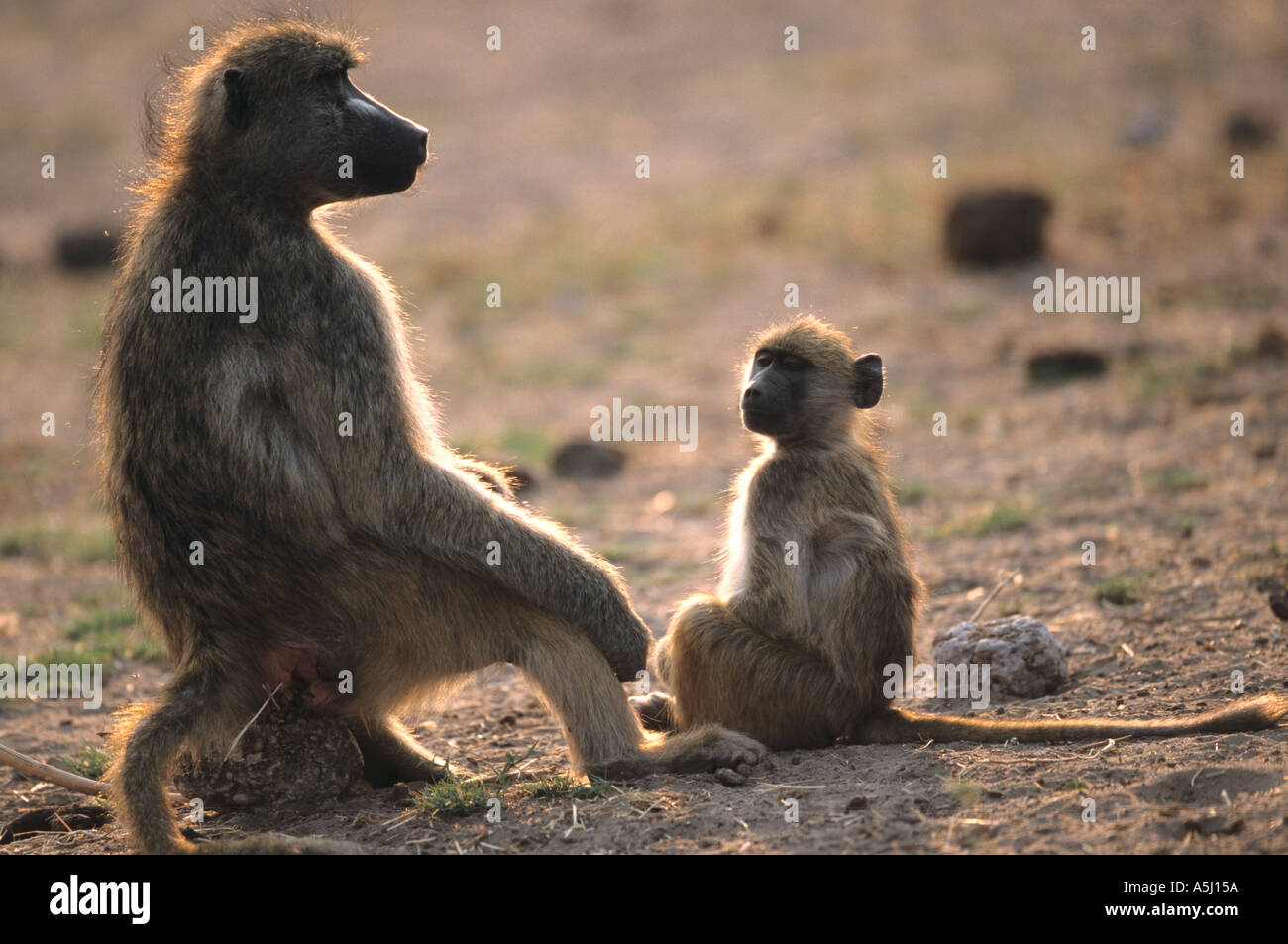 Olive baboon Papio anubis mother and baby Masi Mara Kenya Stock Photo