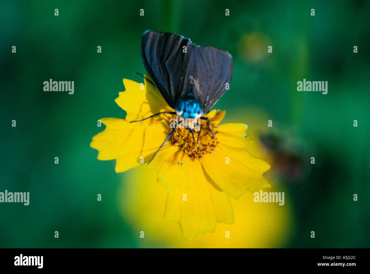 Virginia Ctenuchid Moth on Coreopsis Stock Photo - Alamy