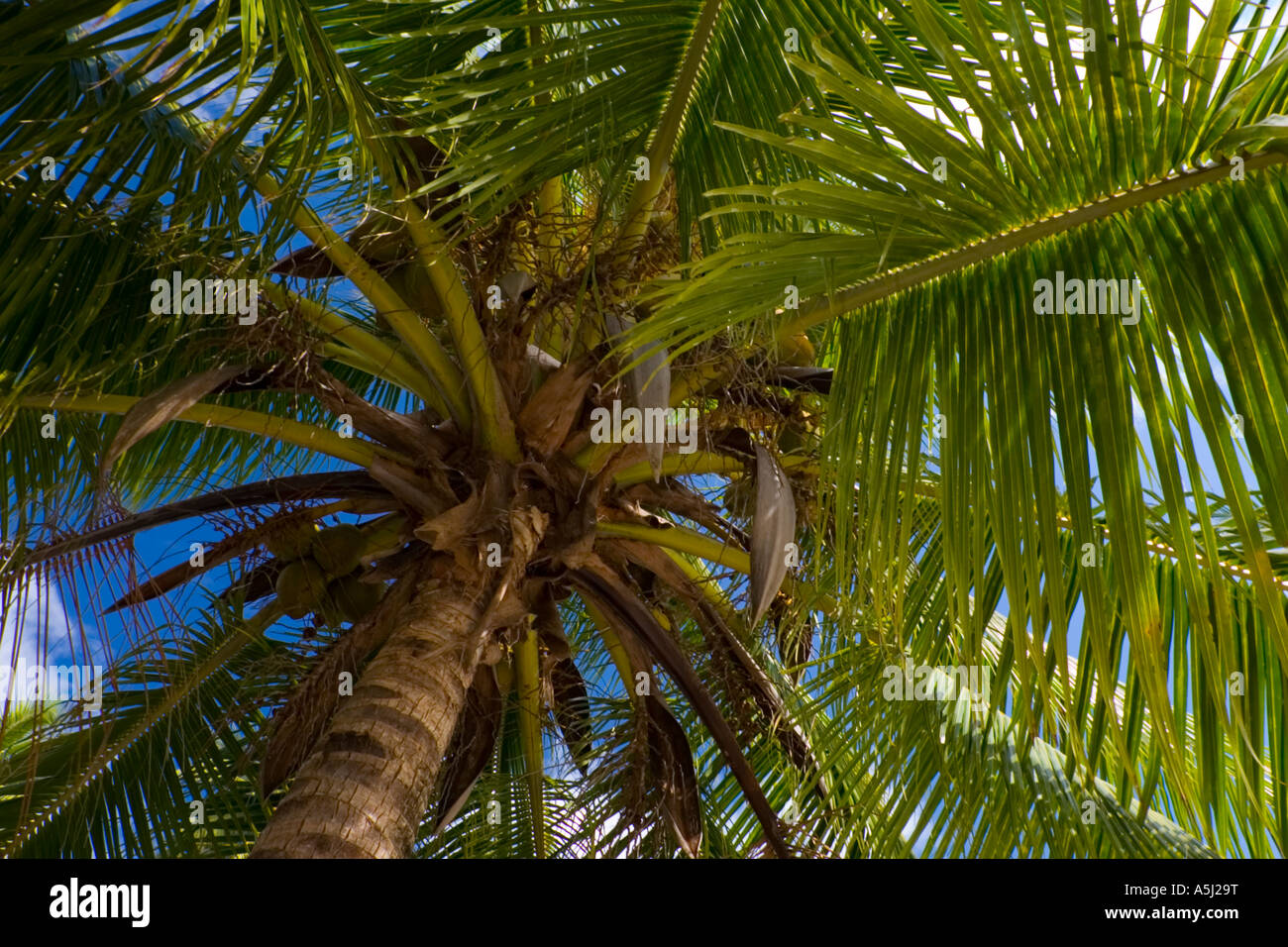 Palm Tree & Blue sky looking upwards Stock Photo