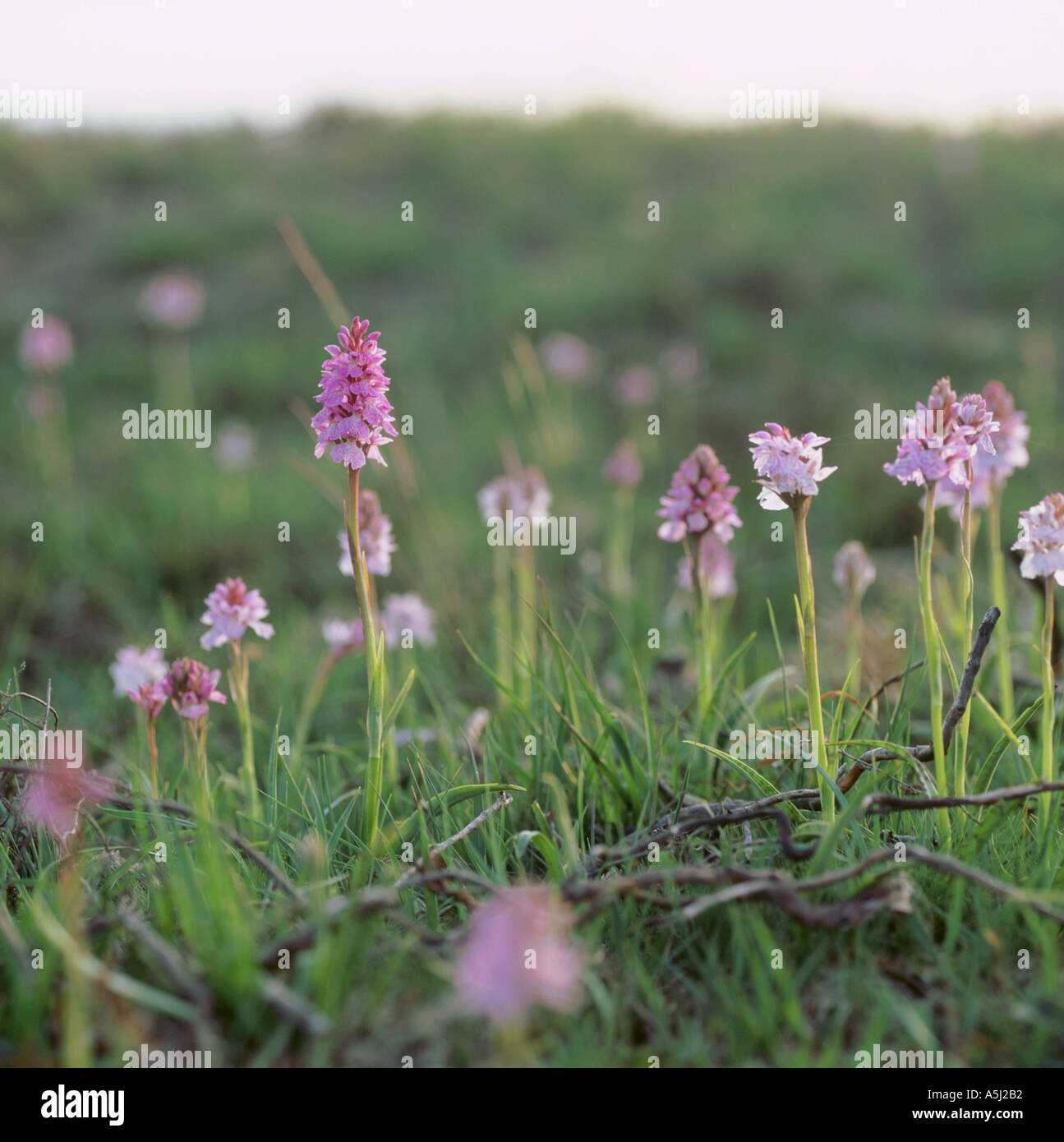 Heath Spotted Orchid New Forest UK Stock Photo