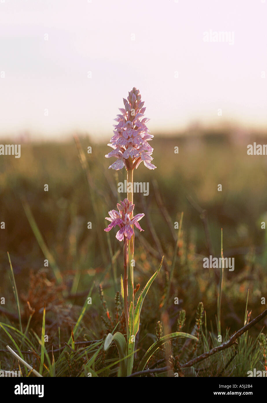 Heath Spotted Orchid New Forest UK Stock Photo