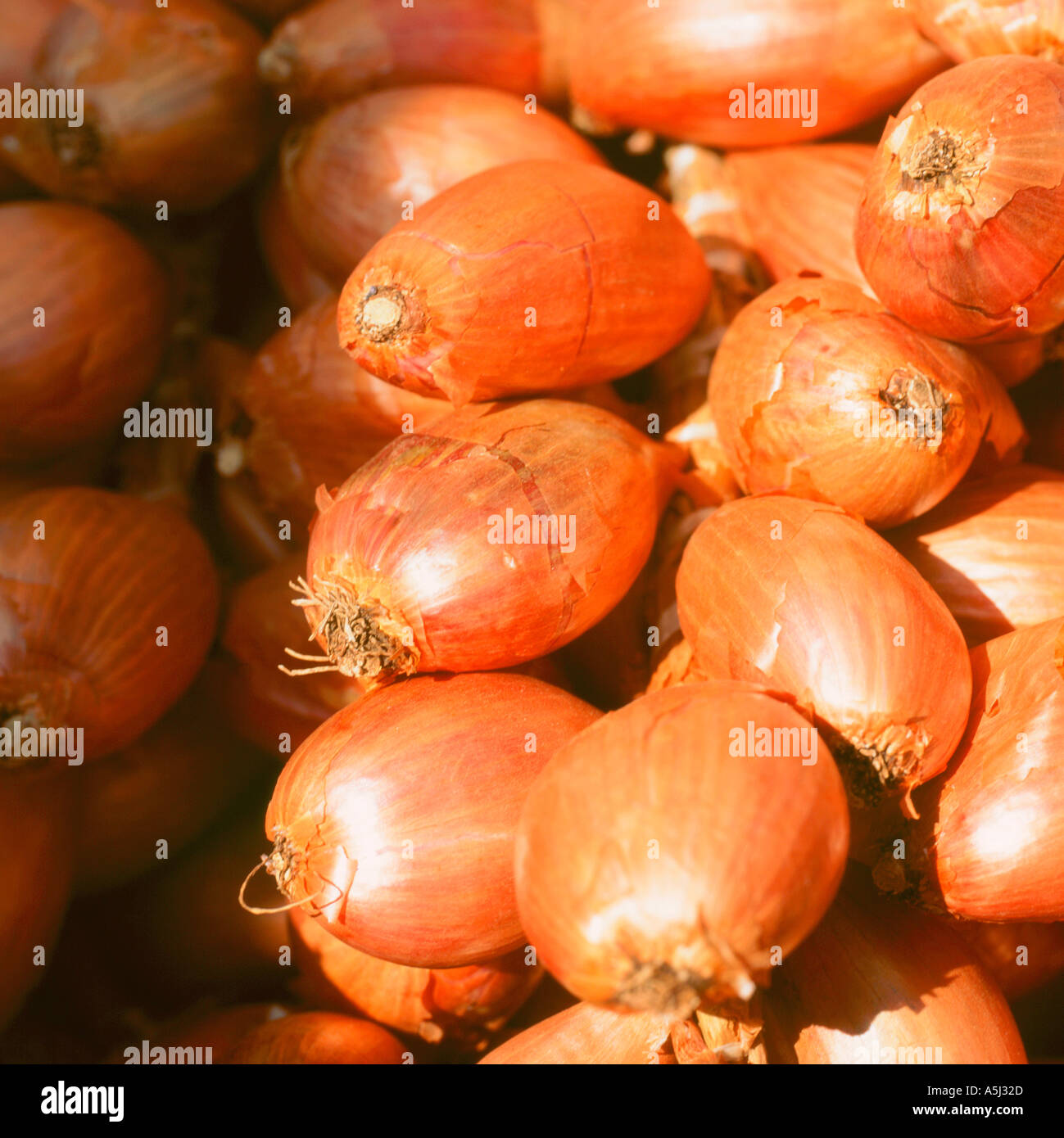 Allium ascalonicum shallots drying Stock Photo Alamy