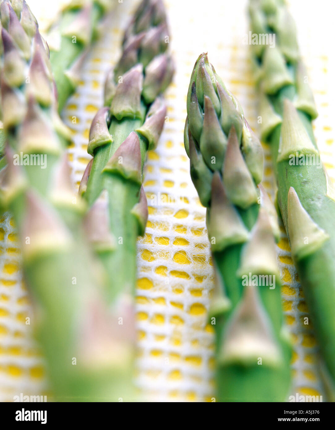 Asparagus tips Stock Photo
