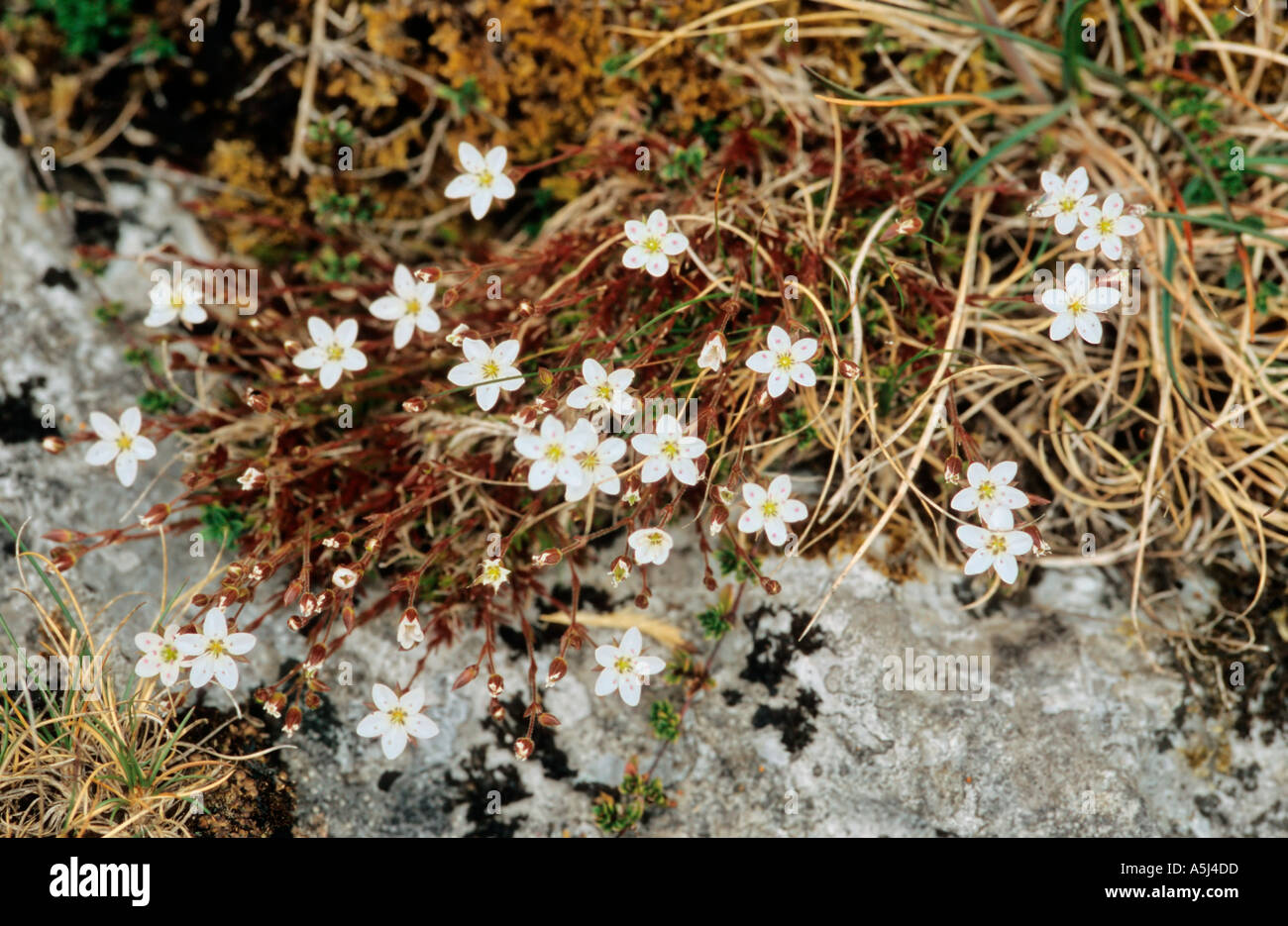 Spring Sandwort Minuartia verna growing on The Burren Stock Photo