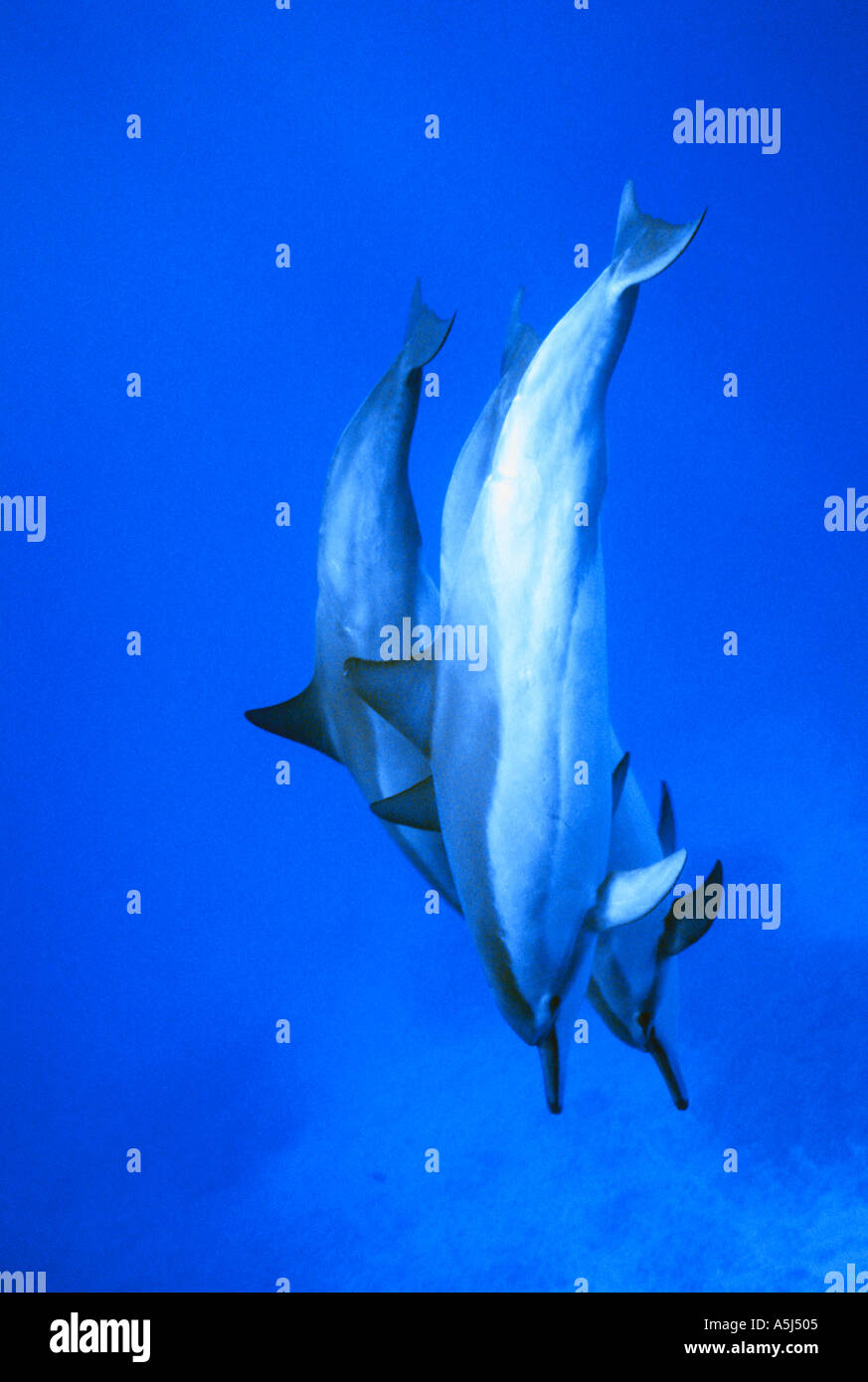 Hawaiian spinner dolphins Stock Photo