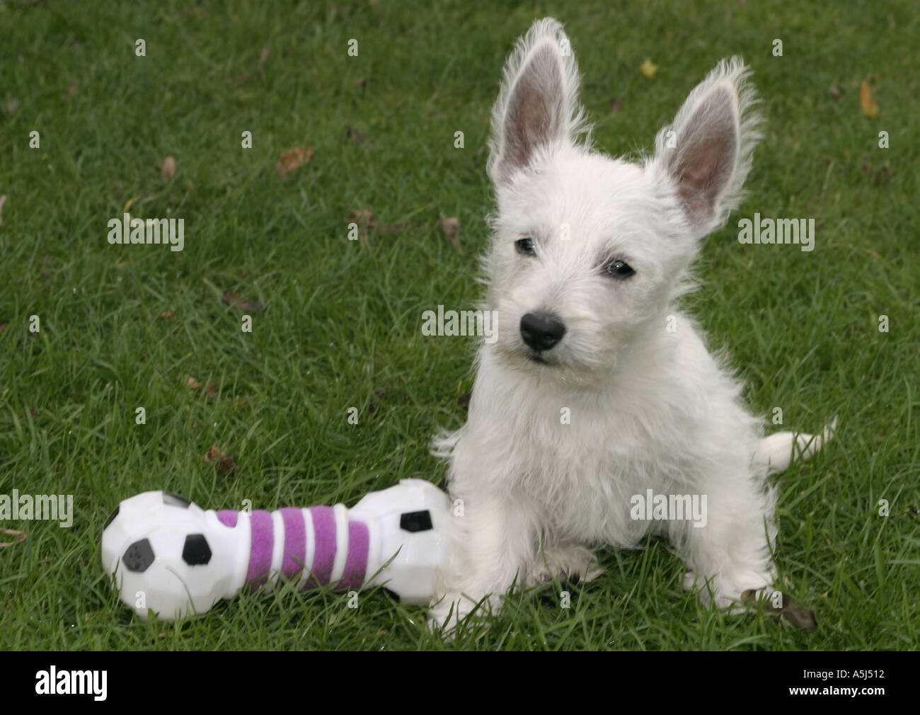 West Highland Terrier puppy Stock Photo