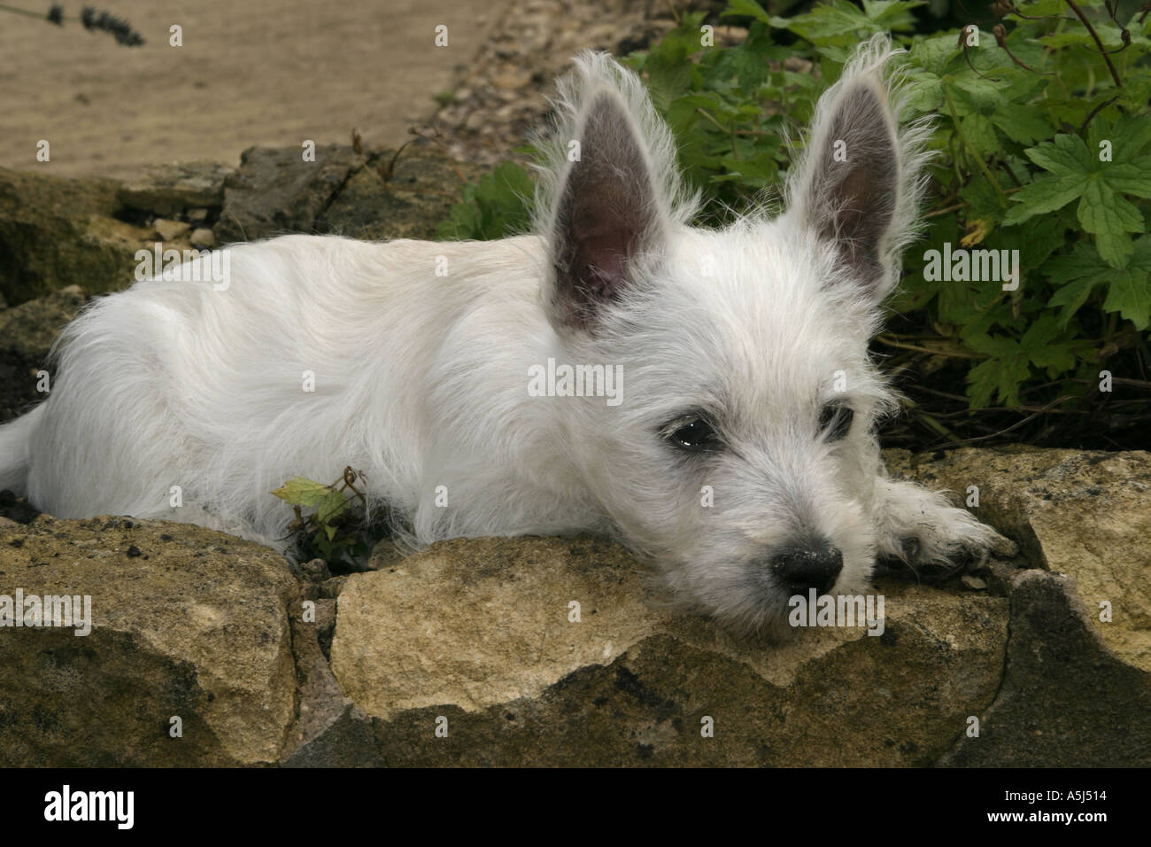 West highland terrier puppy Stock Photo