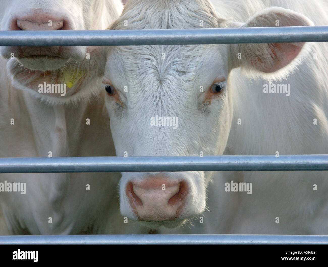 A Charolais cow looking through the bars of a gate Stock Photo
