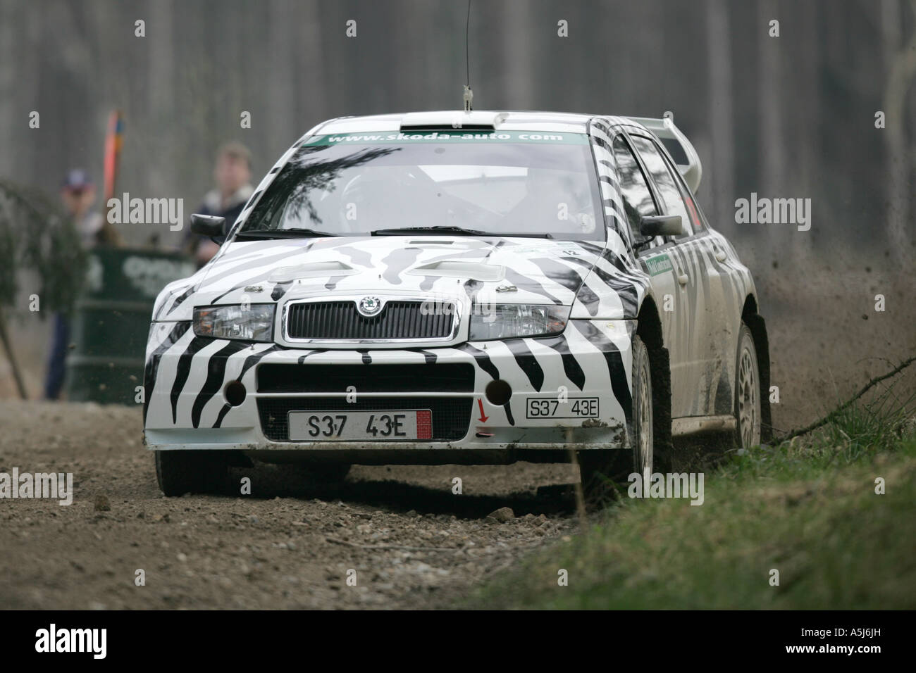 A Zebra rallying through the Yorkshire forests? Stock Photo