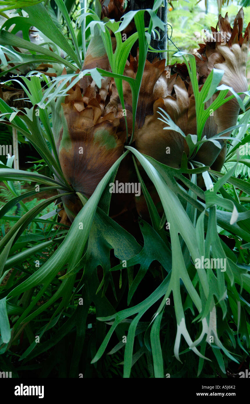 Elk horn fern Platycerium bifurcatum Cav Stock Photo Alamy