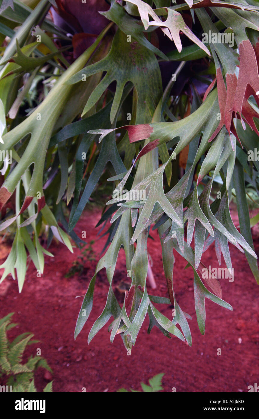 Elkhorn fern Platycerium bifurcatum Cav Stock Photo Alamy