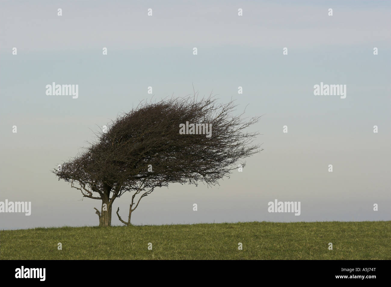 Wind sculptured tree hi-res stock photography and images - Alamy
