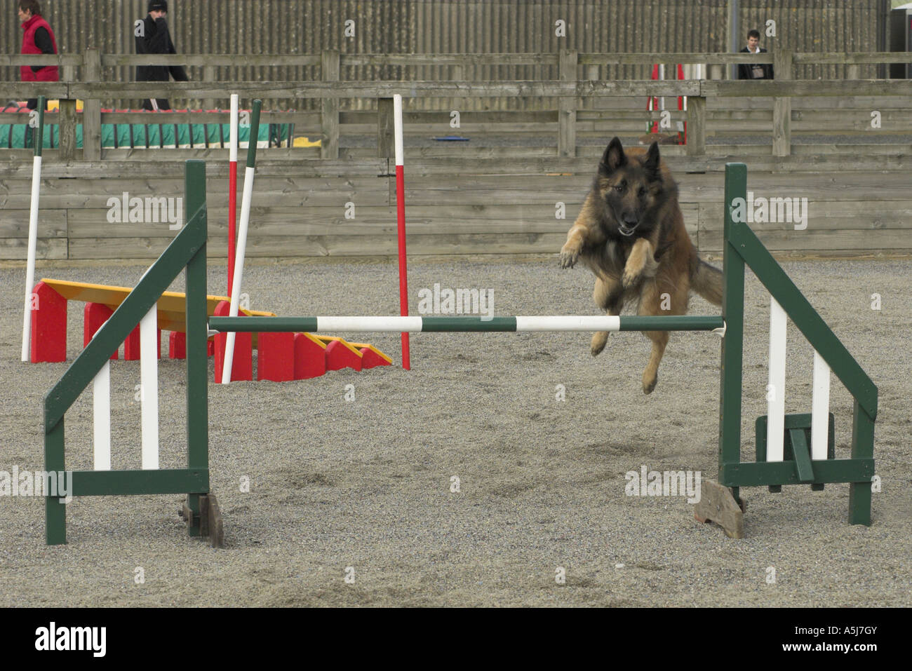 German Shepherd Dog jumping an Agility hurdle Stock Photo Alamy