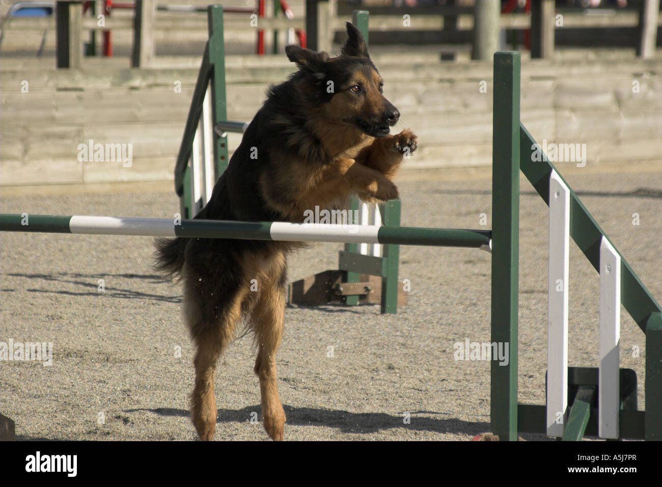 German Shepherd Dog jumping an Agility hurdle Stock Photo Alamy