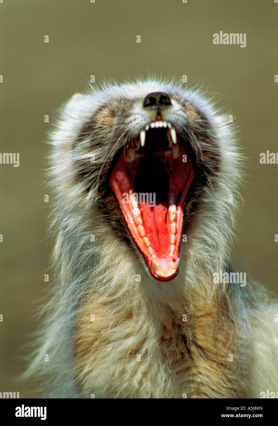 Arctic fox teeth hires stock photography and images Alamy