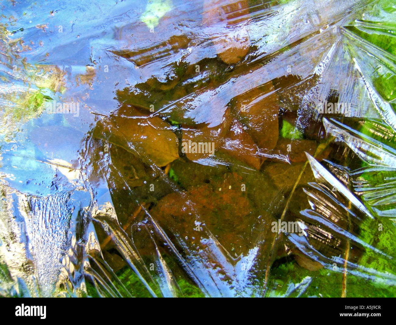 Ice sheet over leaves Stock Photo