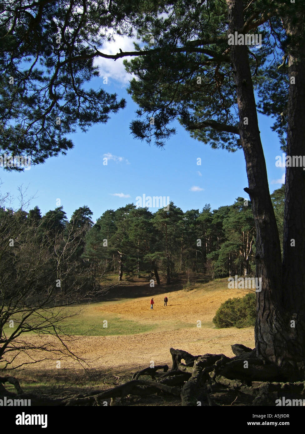 The sand pit in Oxshott woods, Surrey, England, UK Stock Photo Alamy