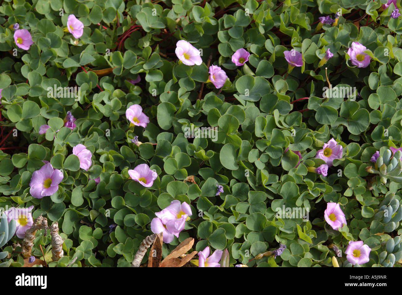 California wildflowers hi-res stock photography and images - Alamy