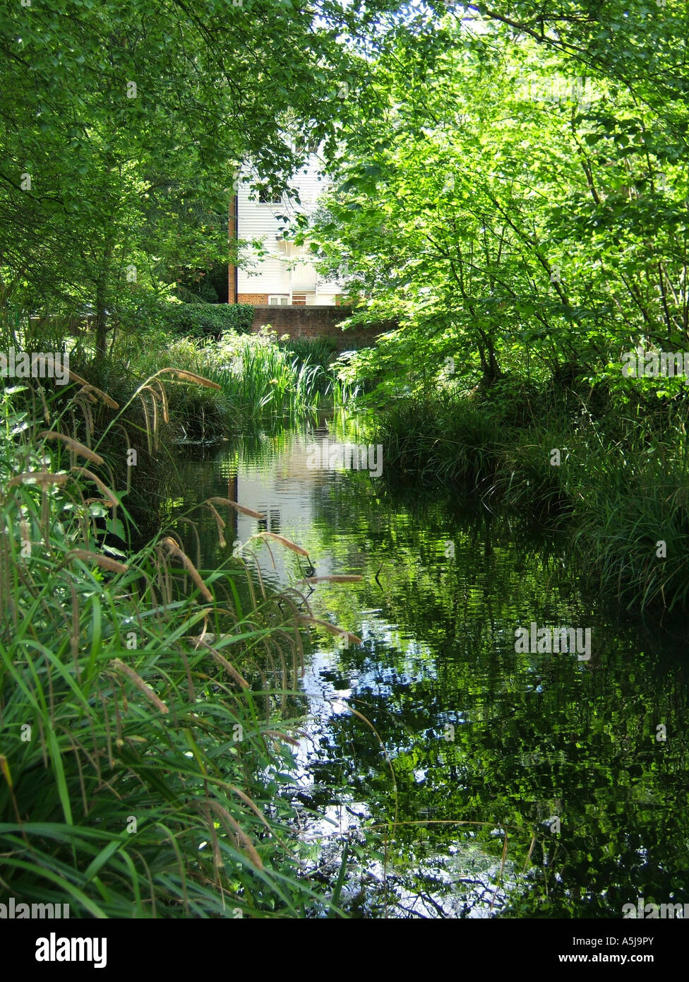 The Hogsmill River at the Upper Mill, Ewell village, Surrey, England, UK Stock Photo