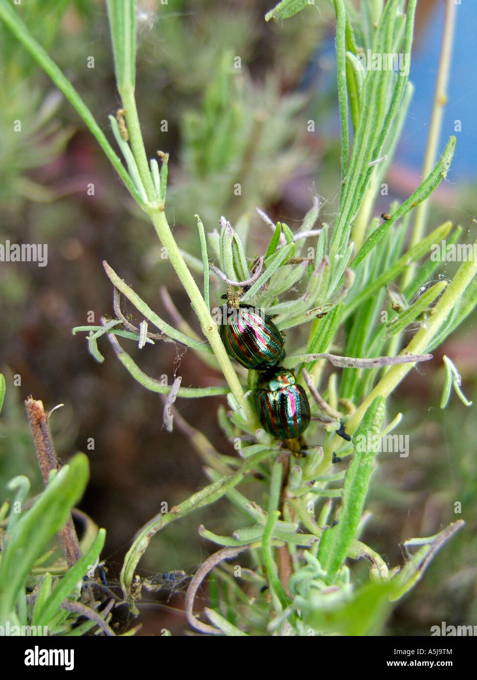 Two rosemary leaf beetles Chrysolina americana, on lavender plant in Surrey, England, UK Stock