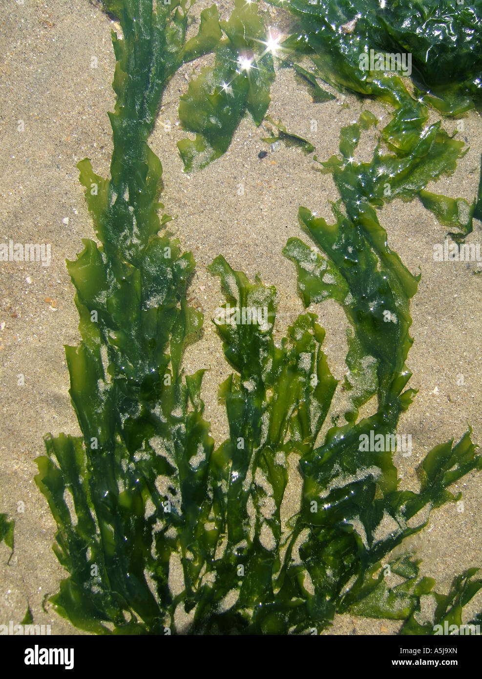 Sea Lettuce Ulva lactuca seaweed, Sussex England UK Stock Photo Alamy