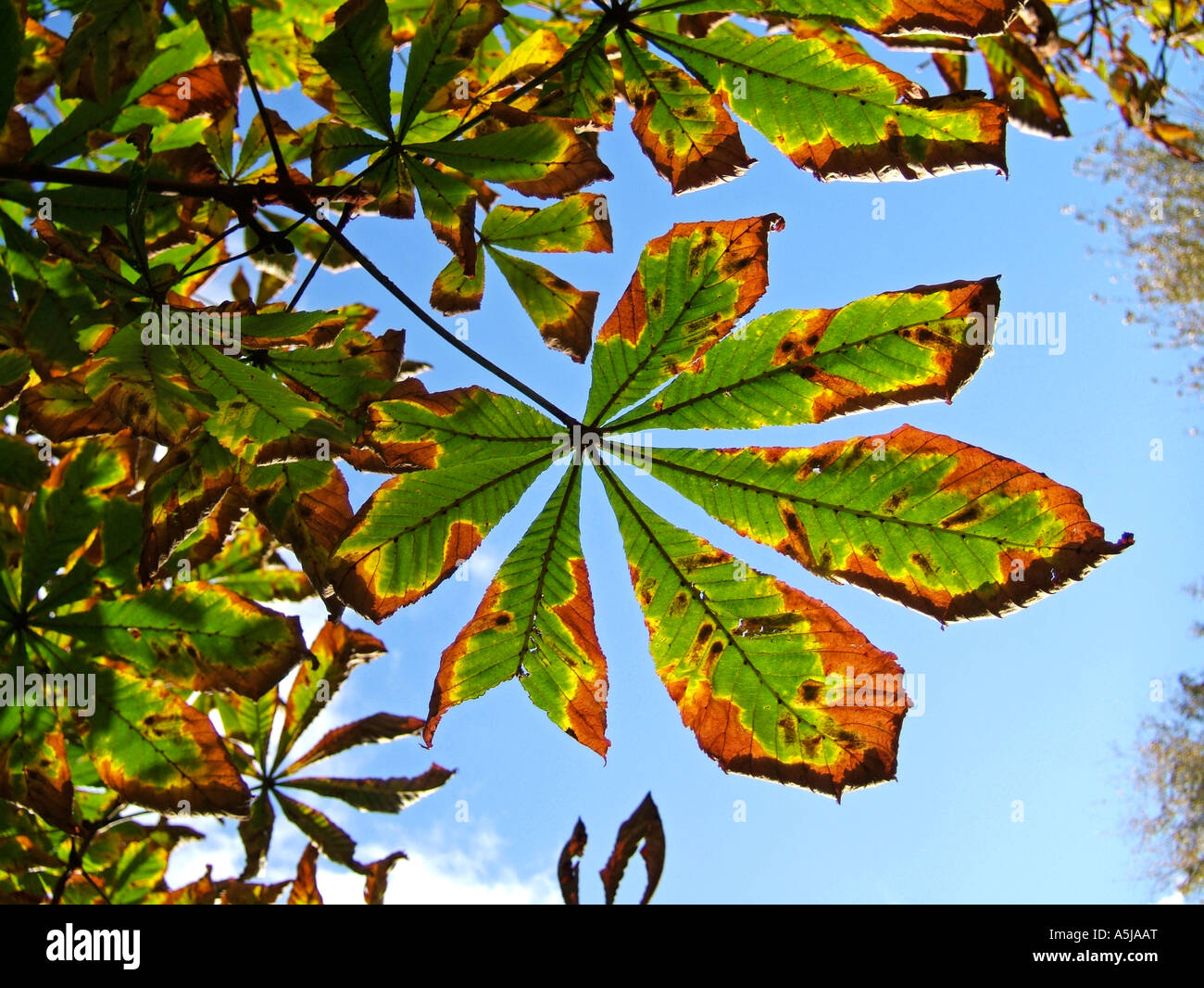 Multicoloured leaf of horse chestnut tree against blue sky, Surrey