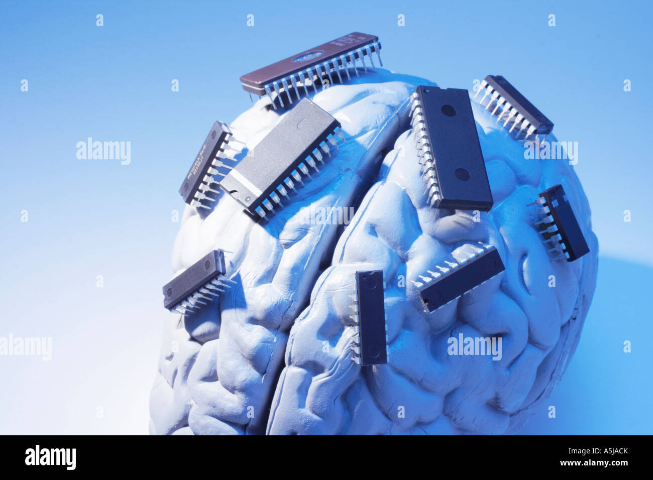 Microchips on Anatomy Specimen of Human Brain Stock Photo Alamy