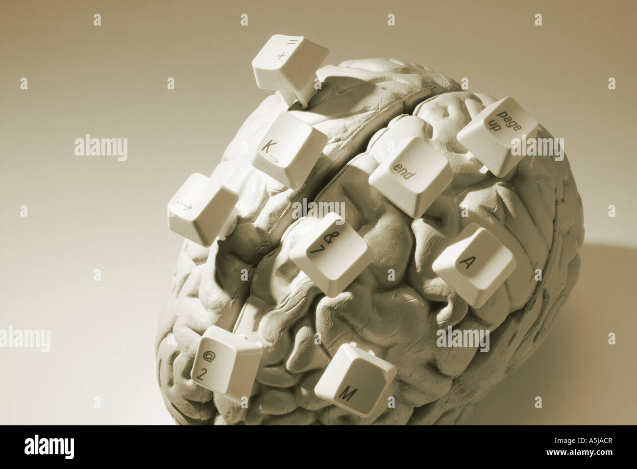 Computer And Human Key In Computer Keys on Anatomy Specimen of Human Brain Stock Photo - Alamy