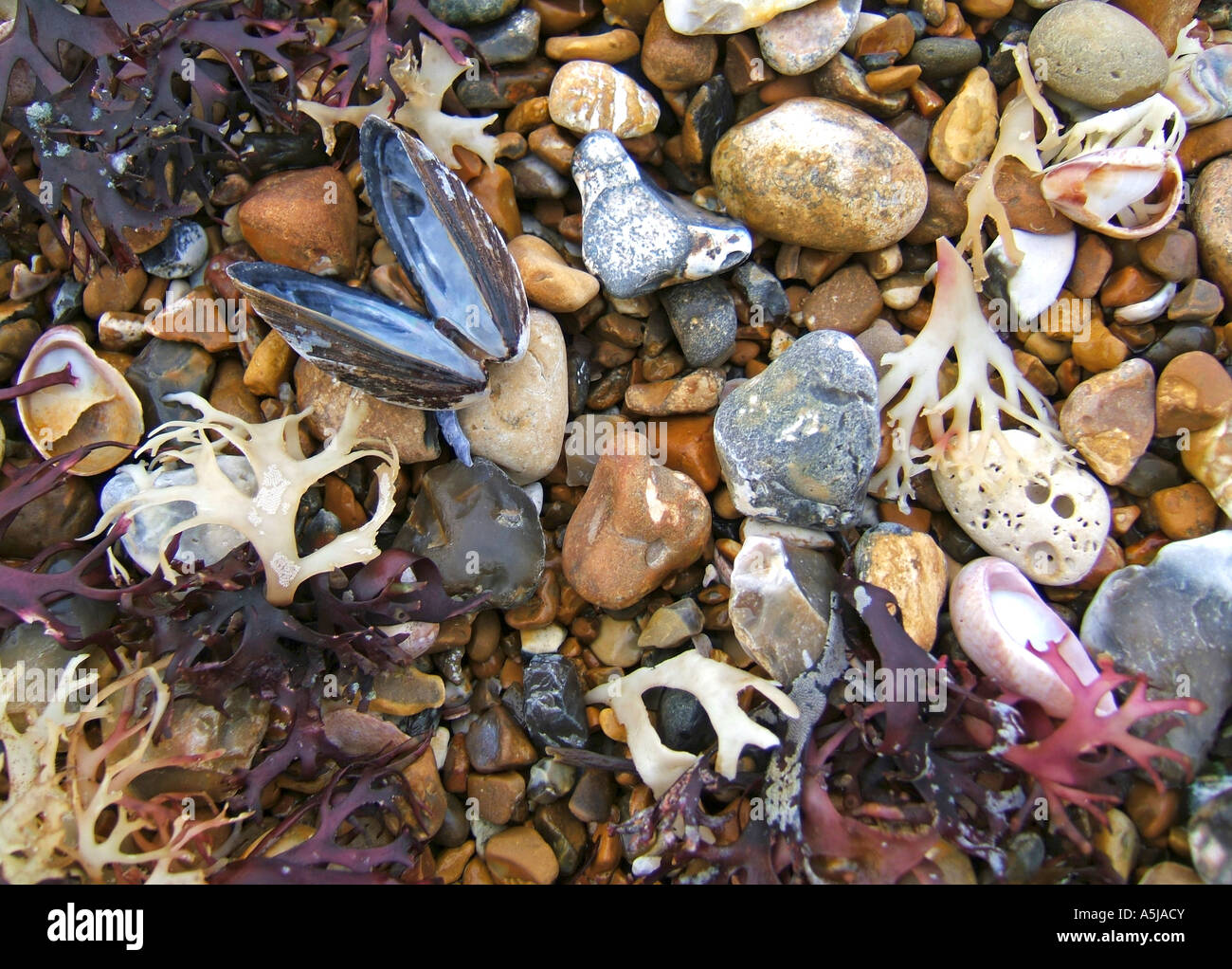 Seaweed kelp sea shells on hi-res stock photography and images - Alamy