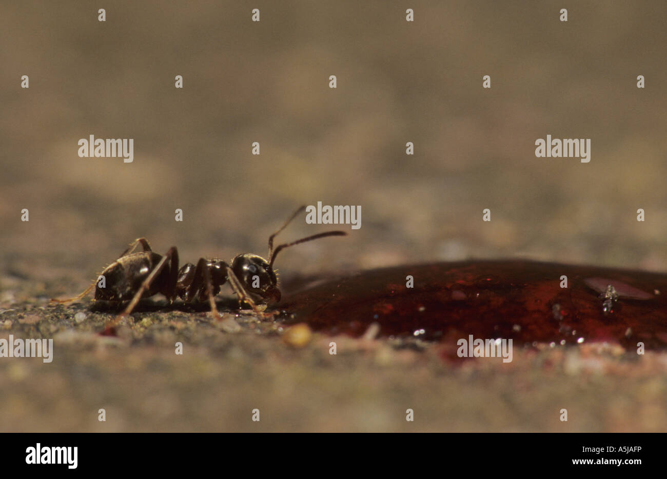 Black Garden Ant (Lasius niger) in the uk Stock Photo