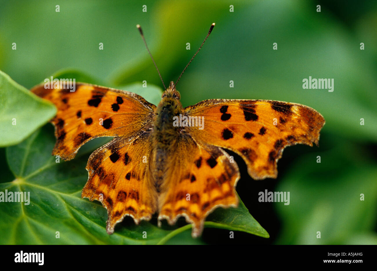 Comma Uk Insect Comma (Polygonia c-album) in Uk Stock Photo - Alamy
