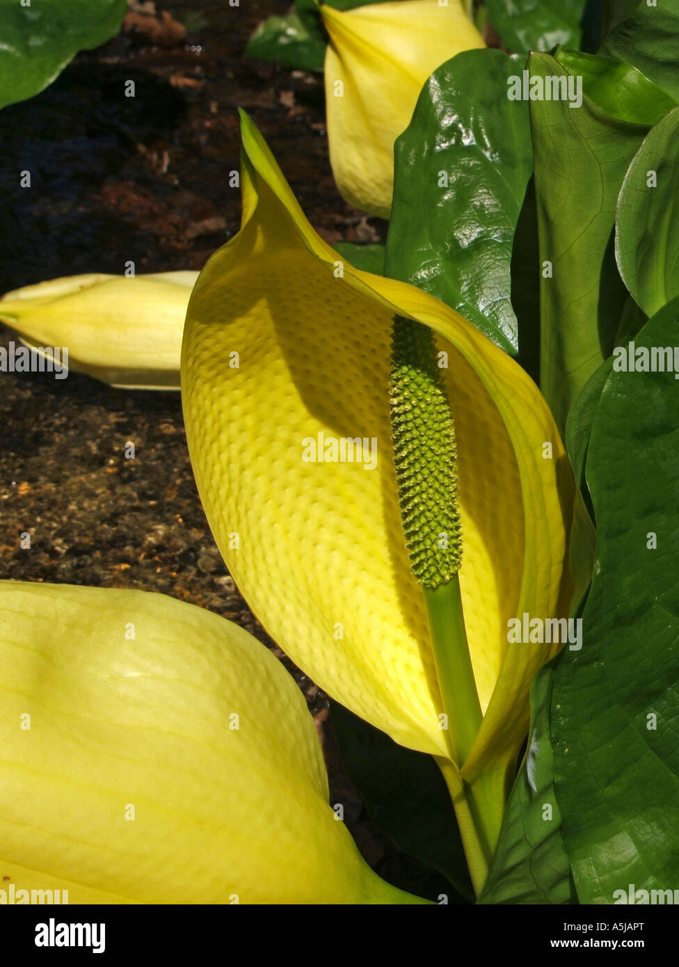 Arum Lily Lysichiton Americanus or Bog lily Stock Photo Alamy