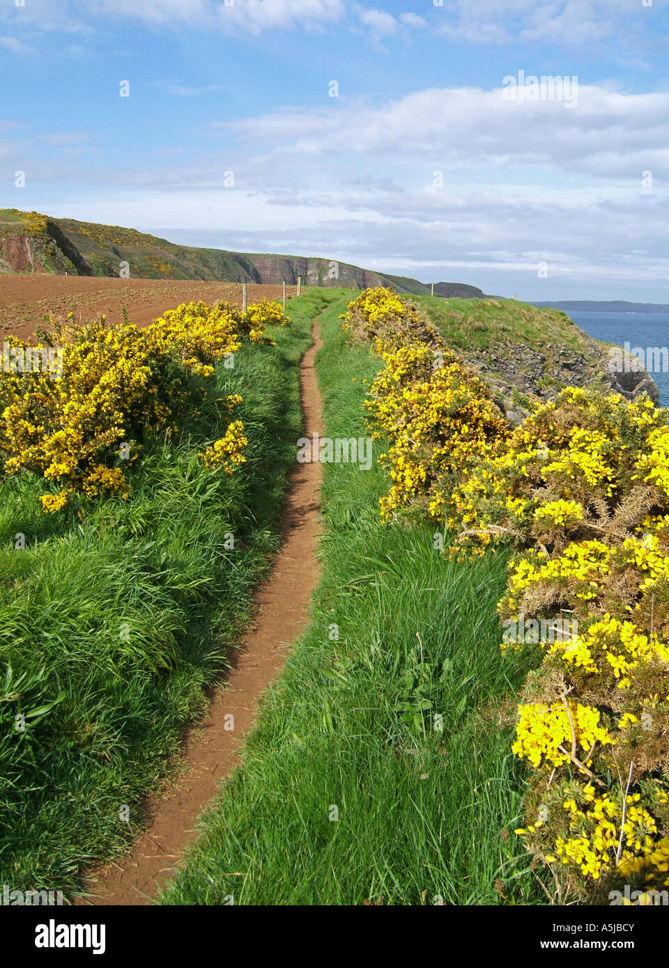 The Pembrokeshire coastal path, Wales, UK Stock Photo Alamy