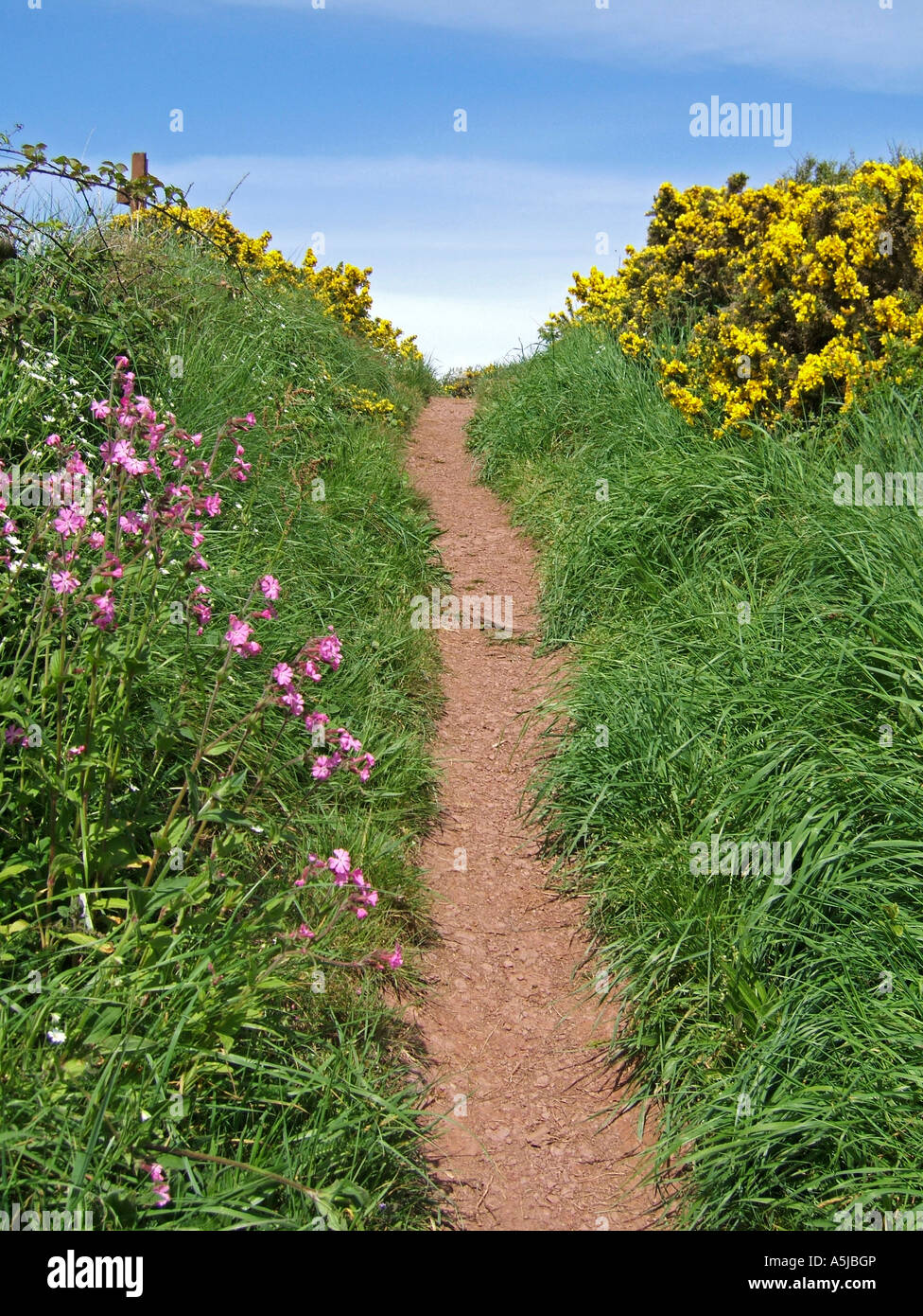 Part of the Pembrokeshire coastal path, near Stackpole, Pembroke, South Wales, UK Stock Photo